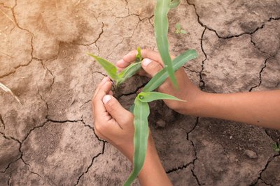 Understanding the Noninsured Crop Disaster Assistance Program (NAP): A Safety Net for Specialty Crops