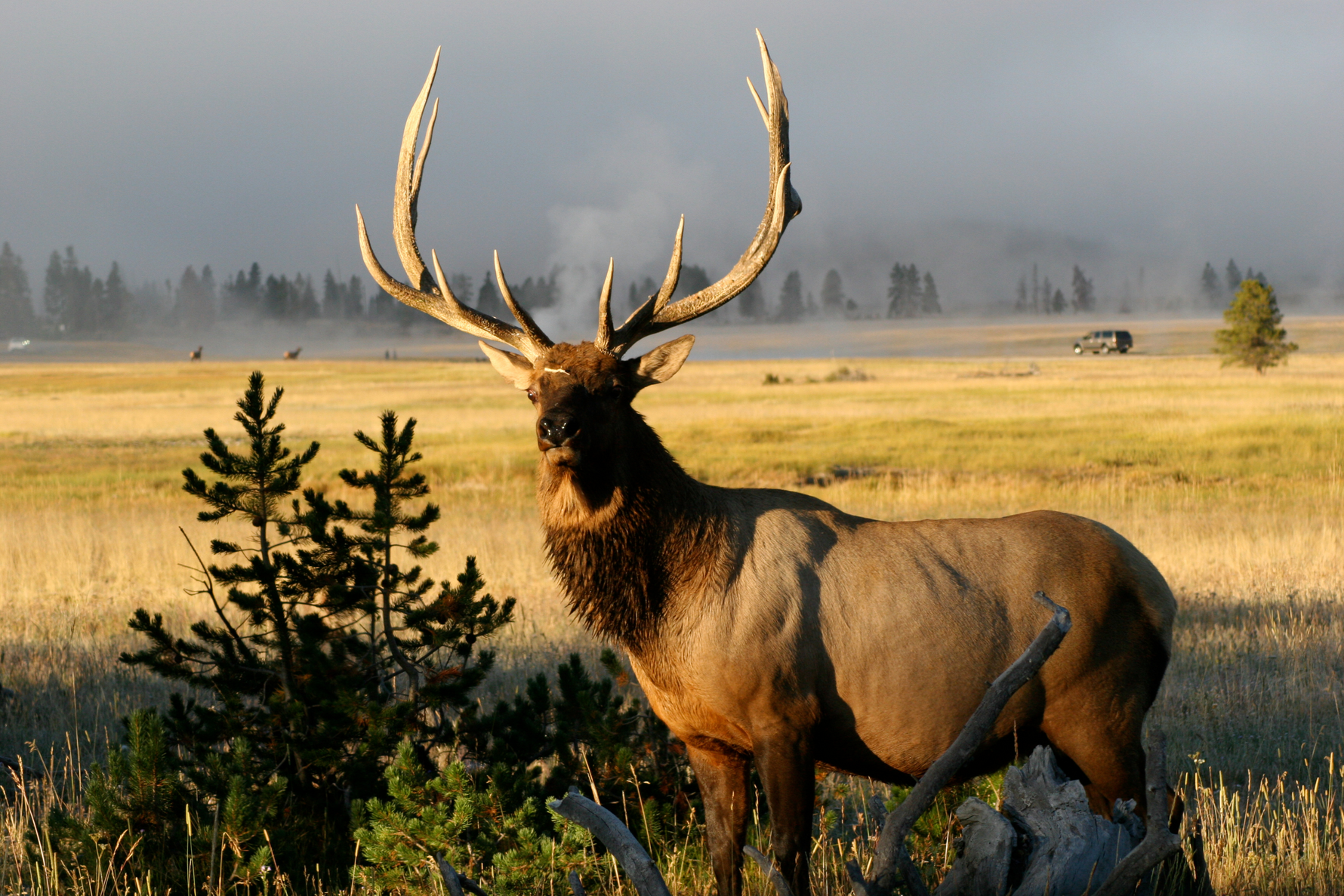 Big Game Hunting Season: Rules, Management, and Property Monitoring