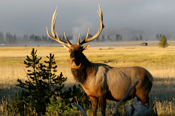 Big Game Hunting Season: Rules, Management, and Property Monitoring