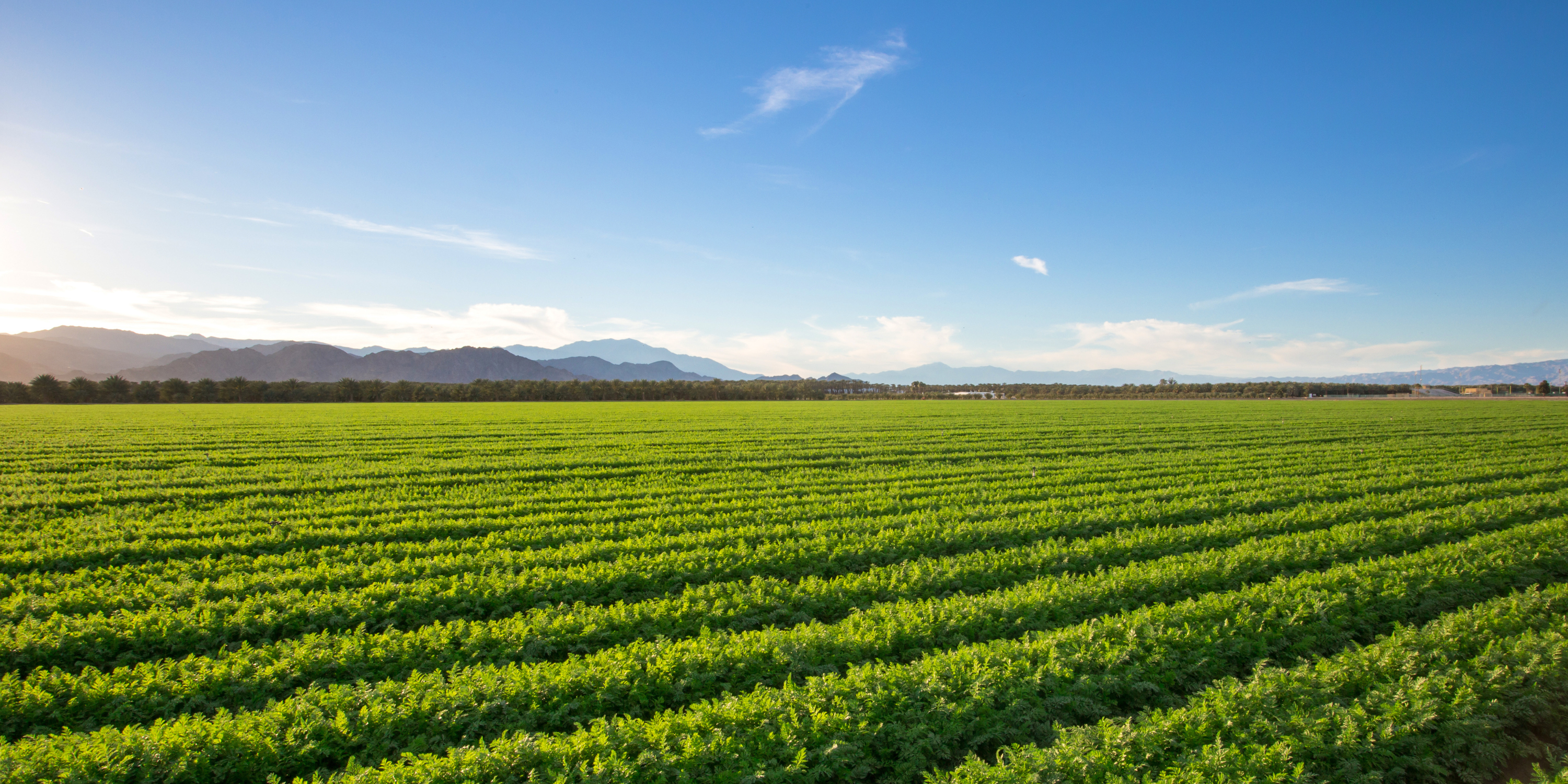 Right-to-Farm Laws: Protecting Agriculture from the Ground Up