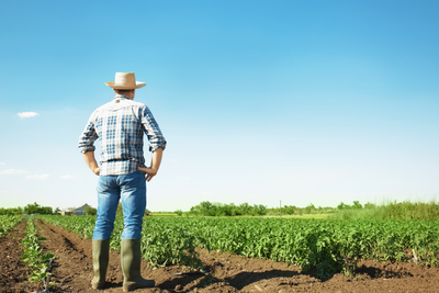 Understanding Marketing Assistance Loans and Loan Deficiency Payments: Tools to Support Farm Cash Flow