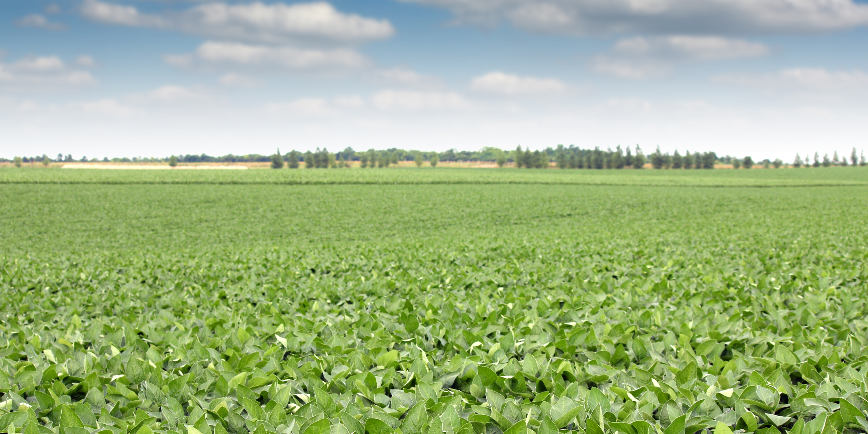 No-Till Farming: Cultivating Sustainability and Efficiency