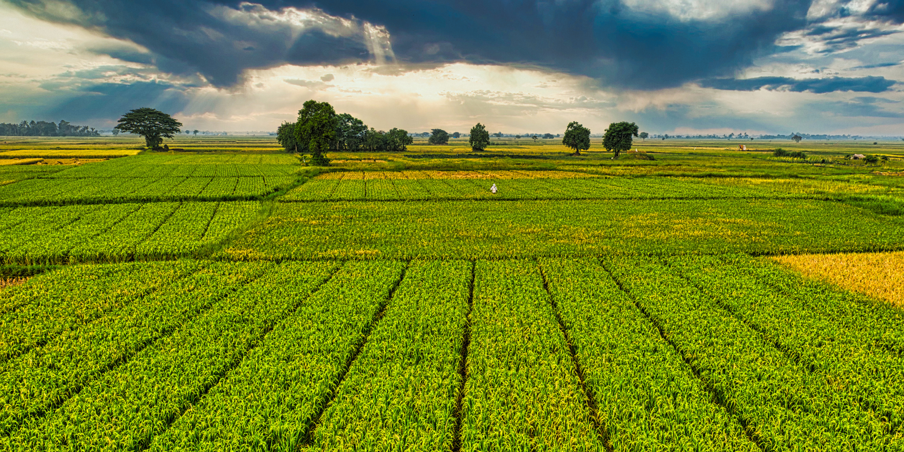 Cultivating Success: The Power of Crop Rotation in Sustainable Agriculture