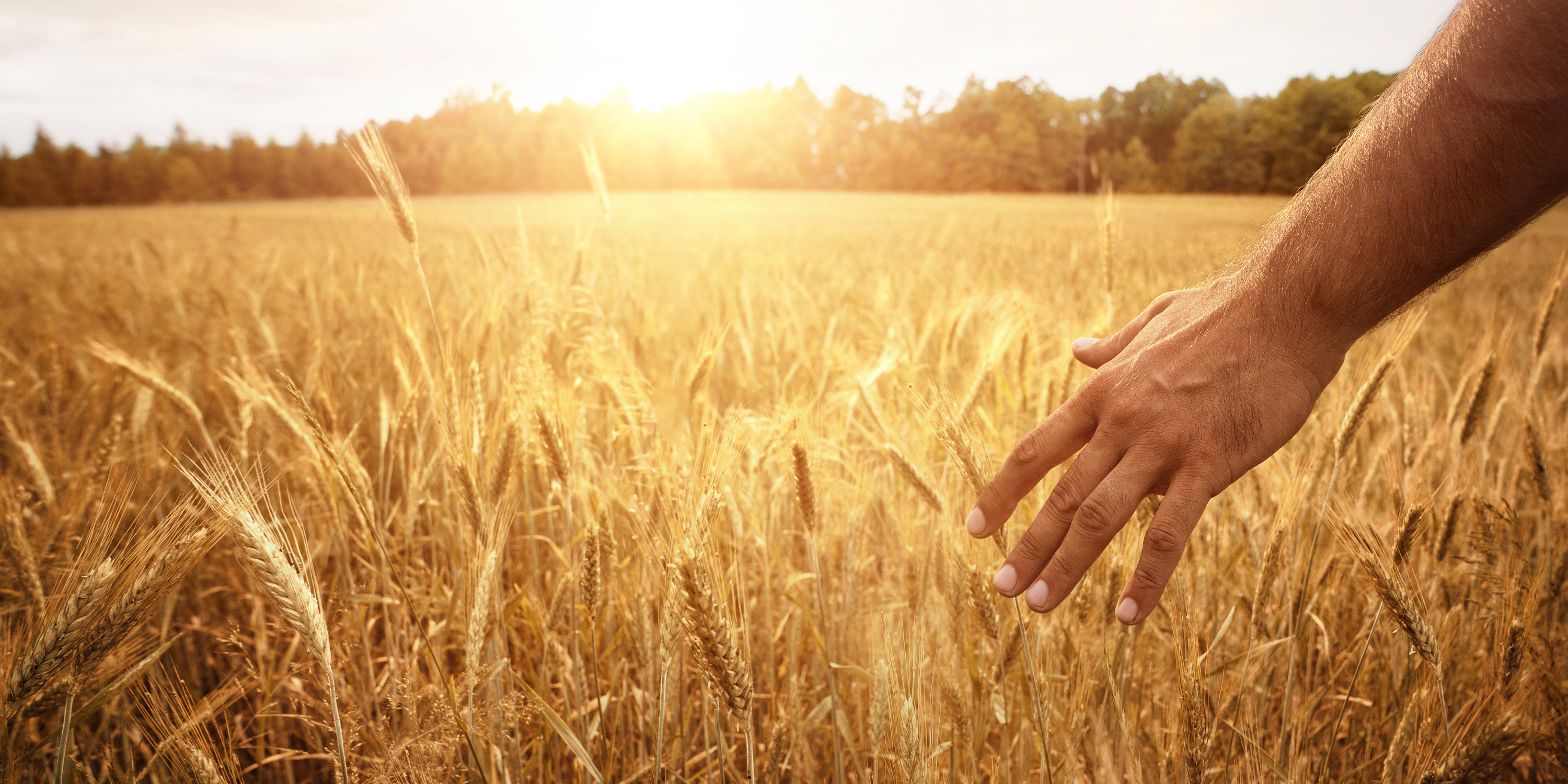 Cover Cropping: A Regenerative Practice for Soil Health and Sustainable Agriculture