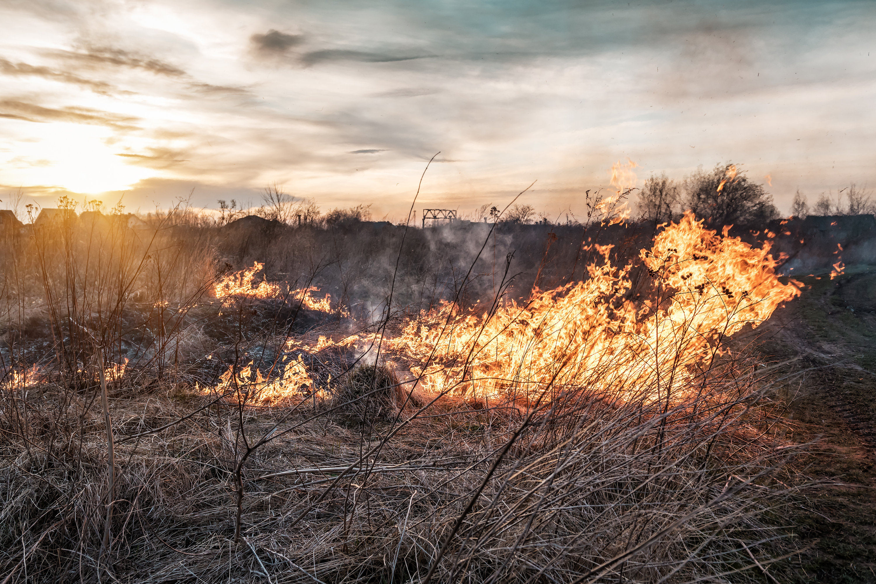 Understanding Crop Insurance Disaster Coverage: A Vital Safety Net for Farmers