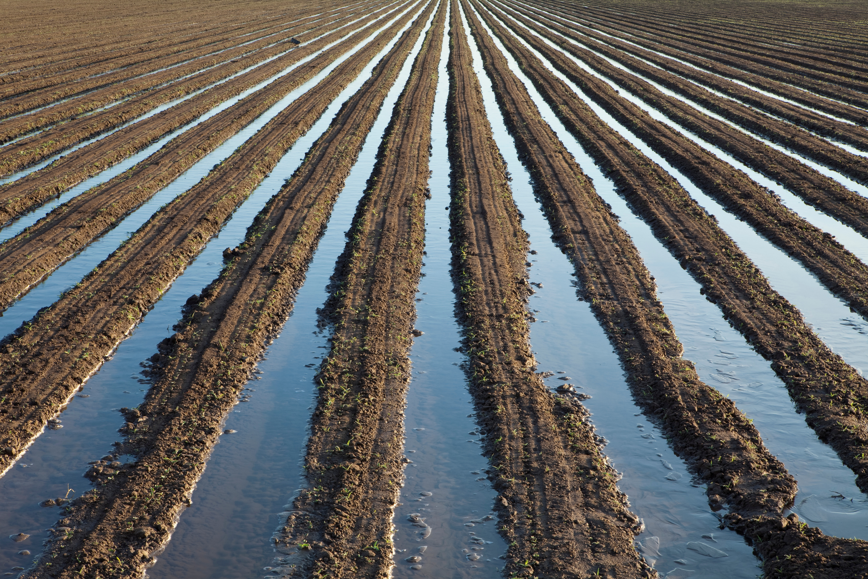 Flood Irrigation: Turning a Little Water into a Lot of Growth