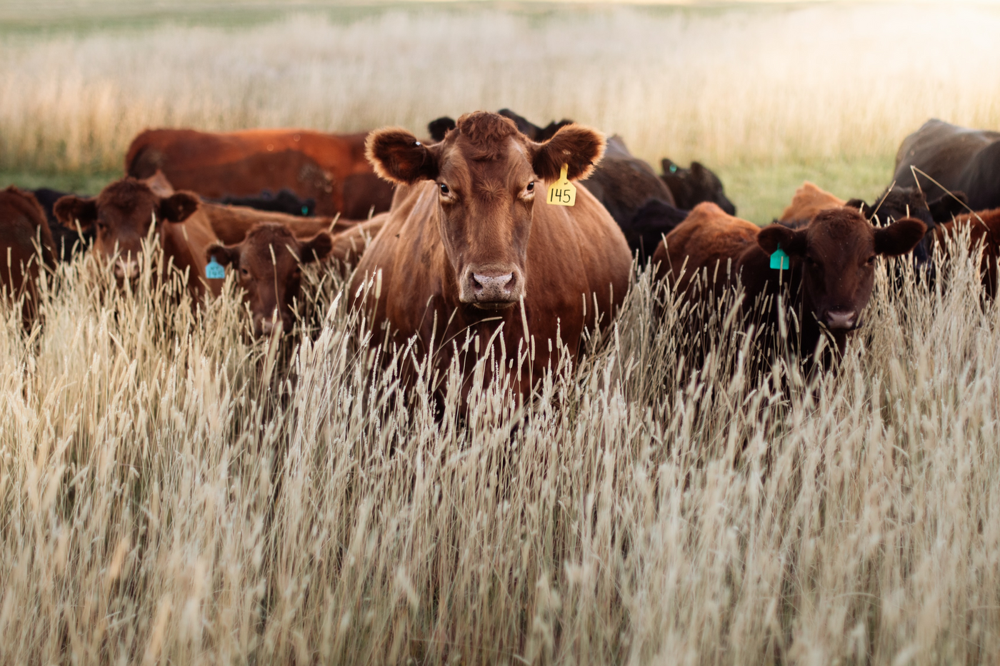 Understanding the Livestock Forage Disaster Program (LFP): Helping Ranchers Through Drought and Disaster