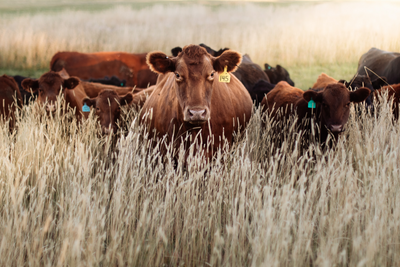 Understanding the Livestock Forage Disaster Program (LFP): Helping Ranchers Through Drought and Disaster