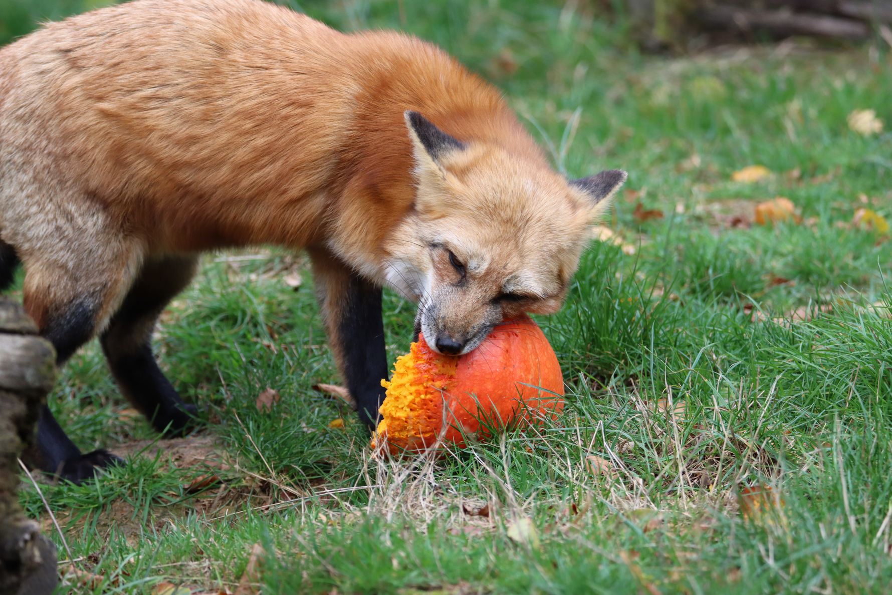 Using Cameras to Deter Predators and Track Wildlife in the Fall