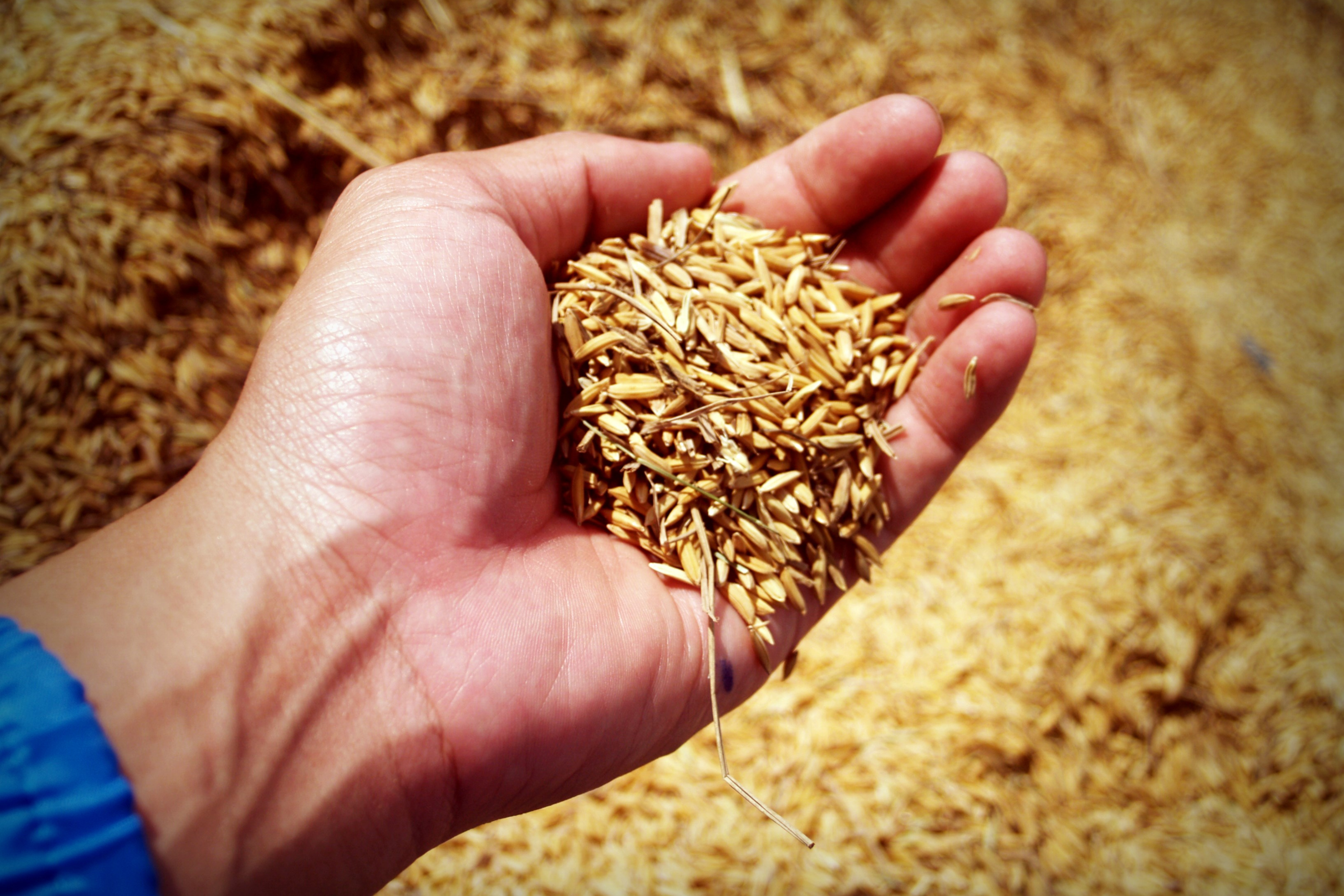 Hay vs. Pellets vs. Grain: Which Feed Is Most Vulnerable in Winter?
