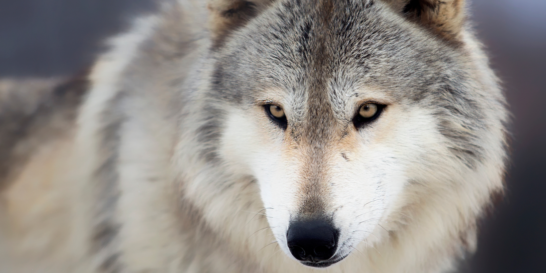 Ecological Impact Assessments of Wolf Reintroduction: Perspectives For and Against Reintroduction