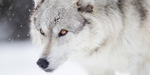 Economic Implications of Wolf Reintroduction on Local Communities: A Balanced Perspective