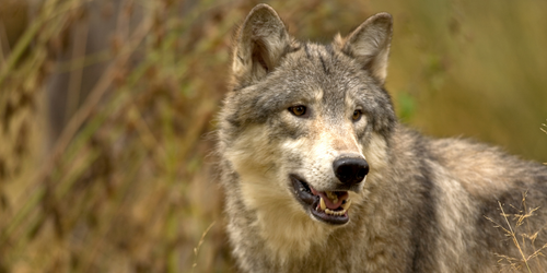 Ethical and Moral Considerations in Wolf Reintroduction: Diverse Stakeholder Perspectives