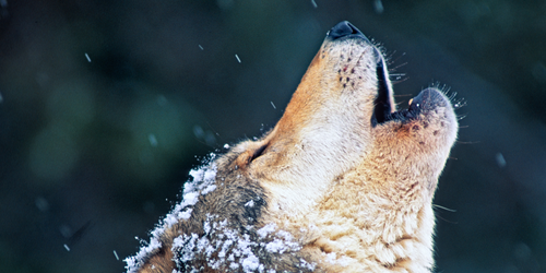 Innovative Techniques for Monitoring and Researching Wolf Populations