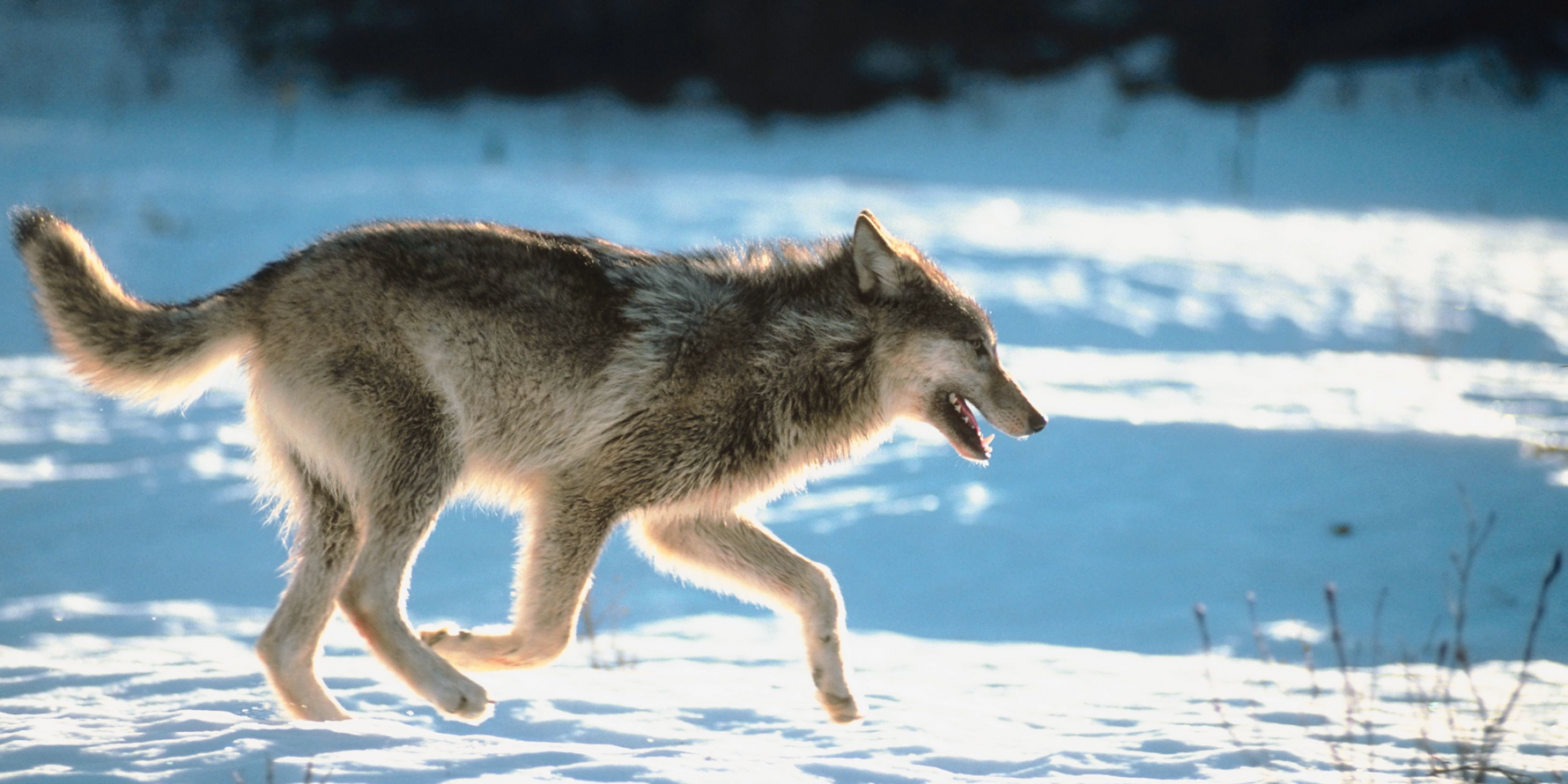 Navigating the Legal Landscape of Wolf Reintroduction: Diverse Perspectives