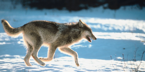 Navigating the Legal Landscape of Wolf Reintroduction: Diverse Perspectives