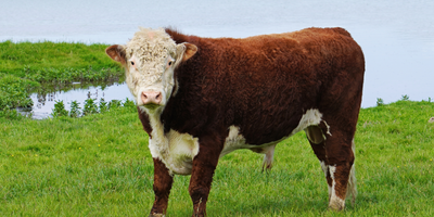 Hereford Heritage: Celebrating the Sturdy Hereford Cattle