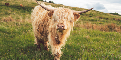 The Uprising of Owning Highland Cows — And Why You Might Want One Too