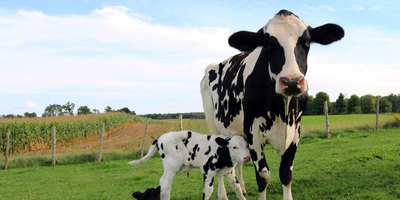 Black-and-White Powerhouse: A Spotlight on Holstein Cattle