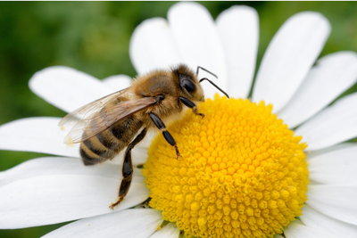 Honey Bees: The Tiny Workers Behind Healthy Crops
