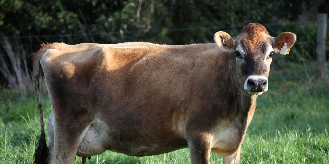 The Jersey Advantage: High‑Quality Milk from a Petite Powerhouse