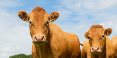 Golden Performance: A Spotlight on Limousin Cattle