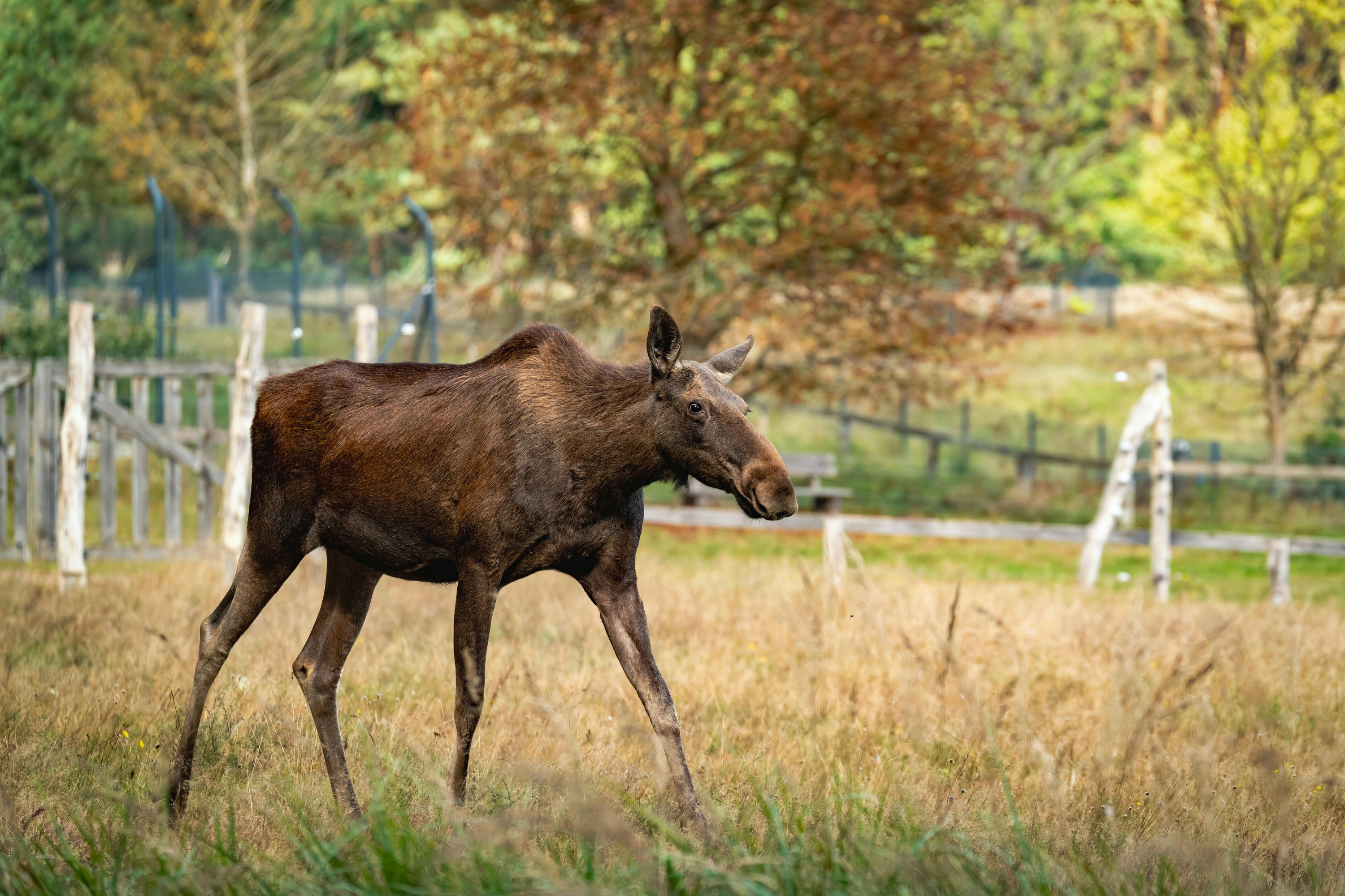 Conservation and Wildlife Management: Tools for Rural Landowners