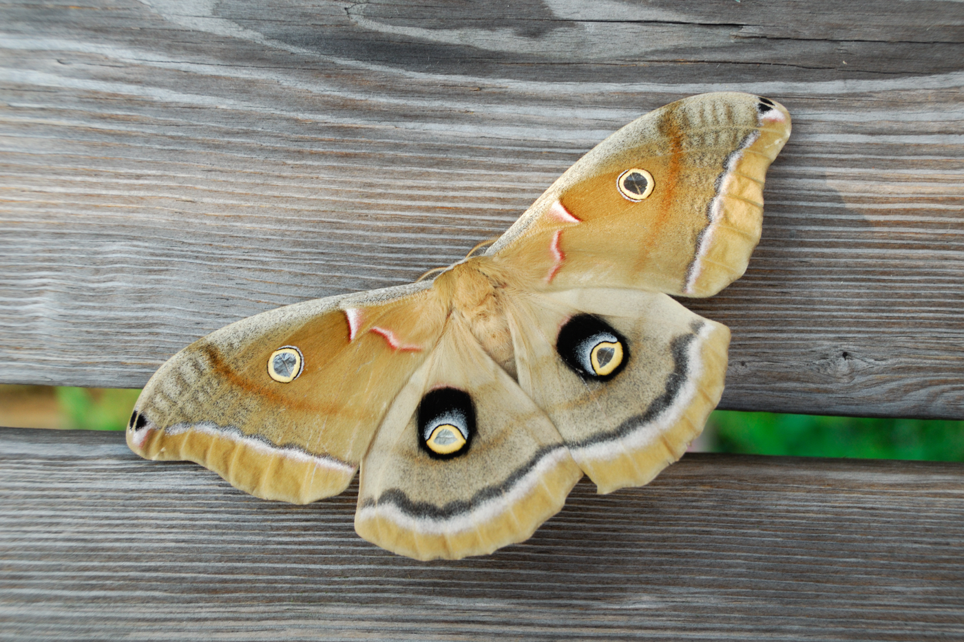 The Night Shift: How Moths Help Pollinate Crops and Support Healthy Ecosystems