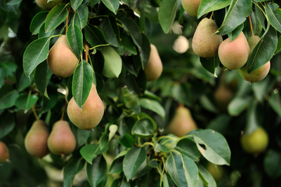 Whole-Farm Revenue Protection: One Policy for the Whole Operation