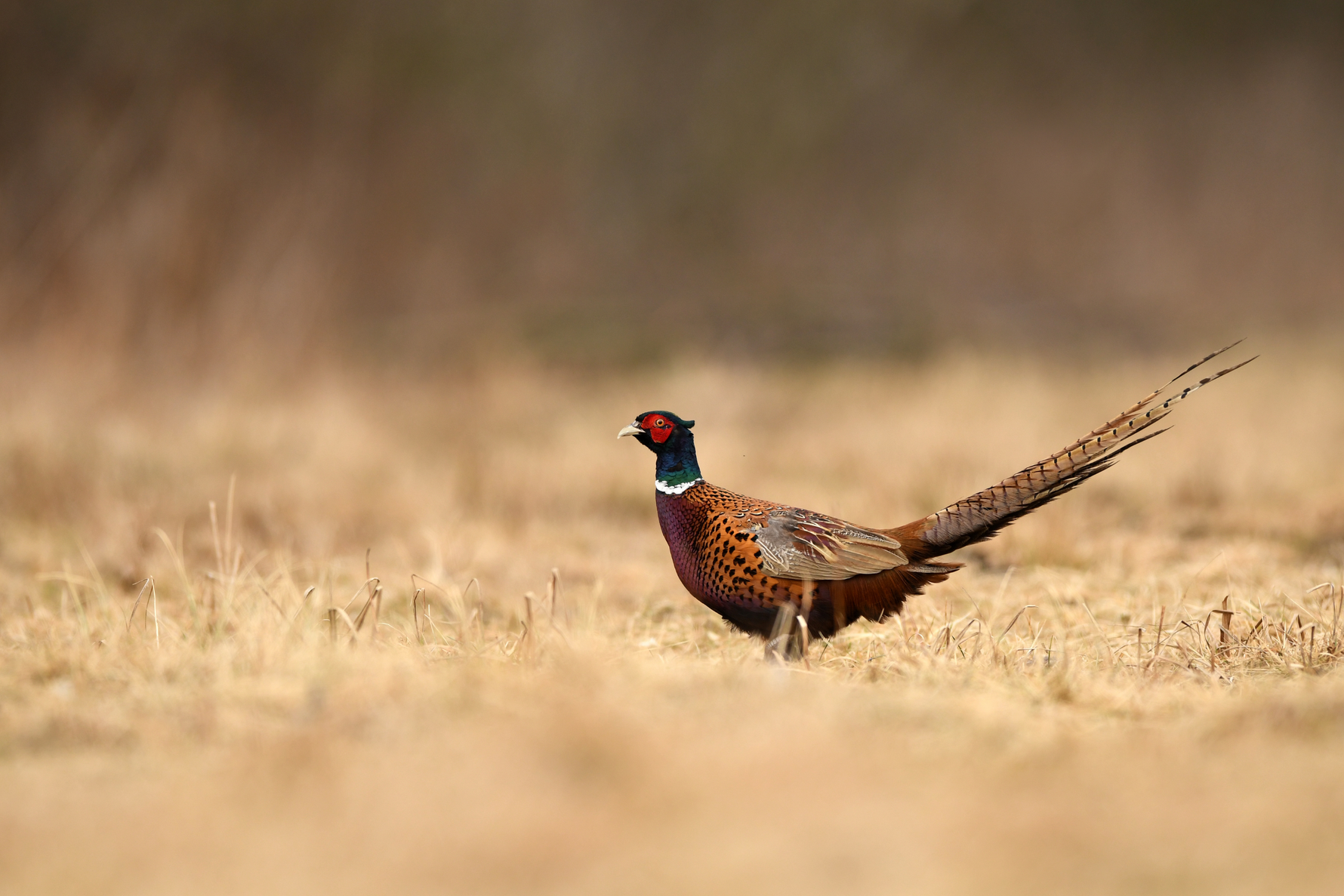 Small Game Hunting: Rabbits, Squirrels, and Upland Birds