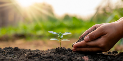 Comprehensive Guide to Spring Planting Techniques: From Traditional to Modern Practices