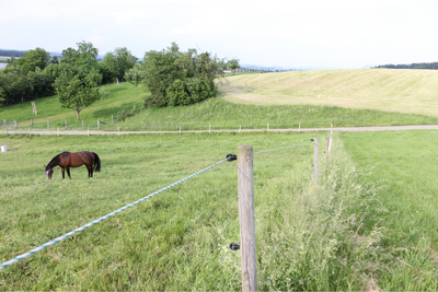 Temporary Fencing with Polywire or Polytape: Flexible, Affordable, and Effective for Rotational Grazing