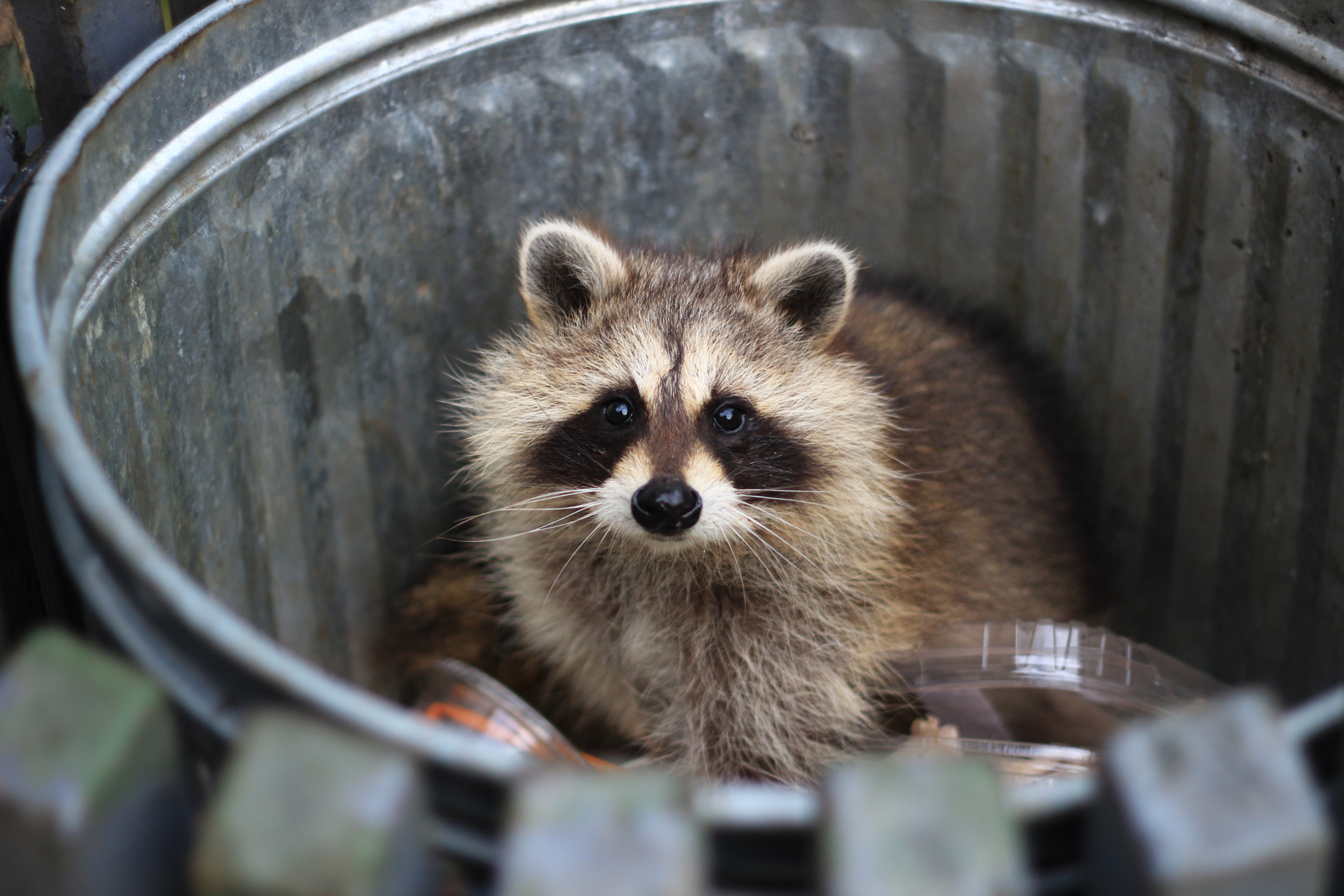 Security and Wildlife Monitoring in the Off-Season