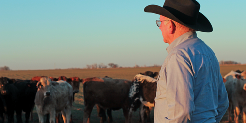 Straight Answers: What Farmers & Ranchers Ask Before Buying a Cellular Camera
