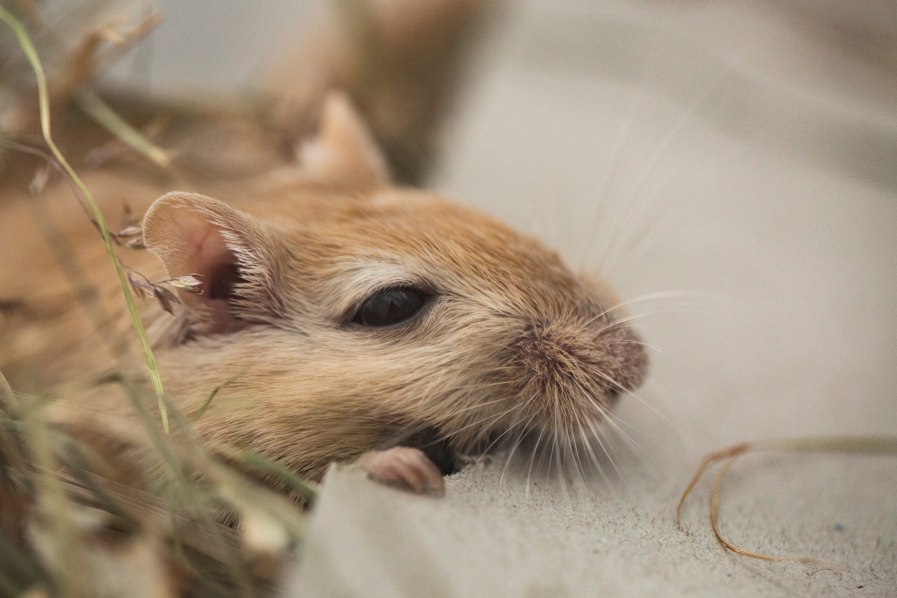 The Hidden Cost of Rodents: How Much Feed Are You Really Losing?