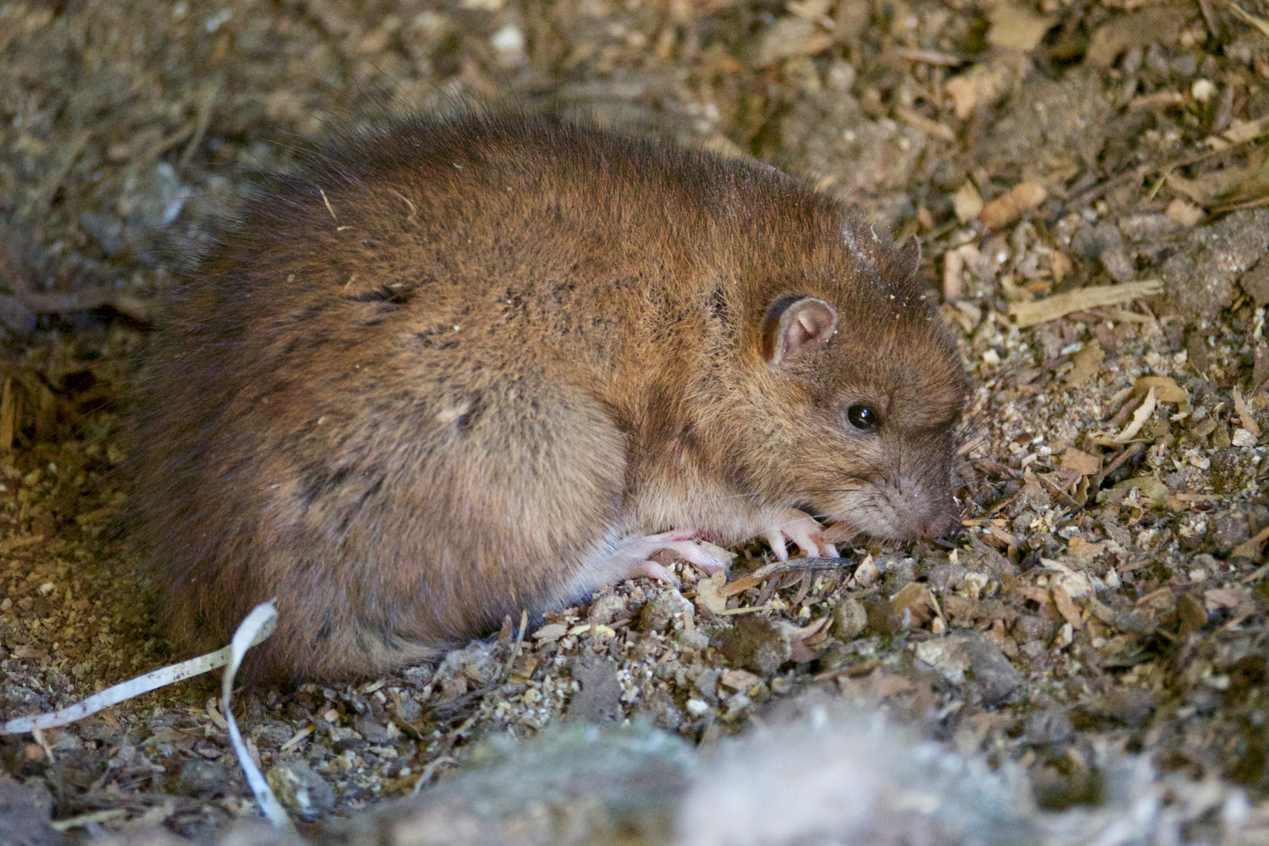 How to Set Up a Rodent-Resistant Feed Room (Without Using Poison)