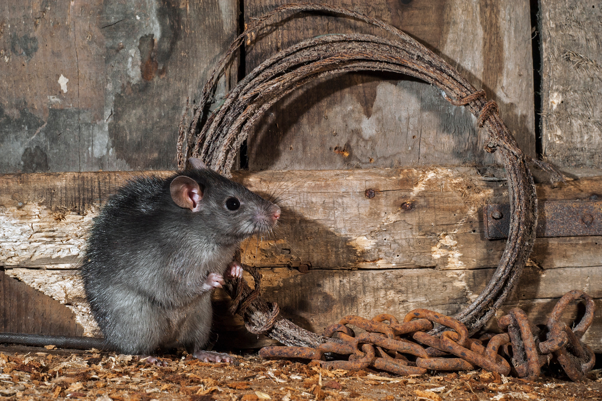 Rodent Ranch The Top Signs of Rodent Activity β And How to Catch Them Early β Barn ...