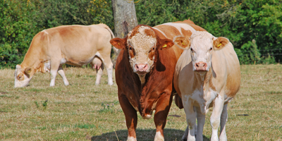 Swiss Strength: A Spotlight on Versatile Simmental Cattle