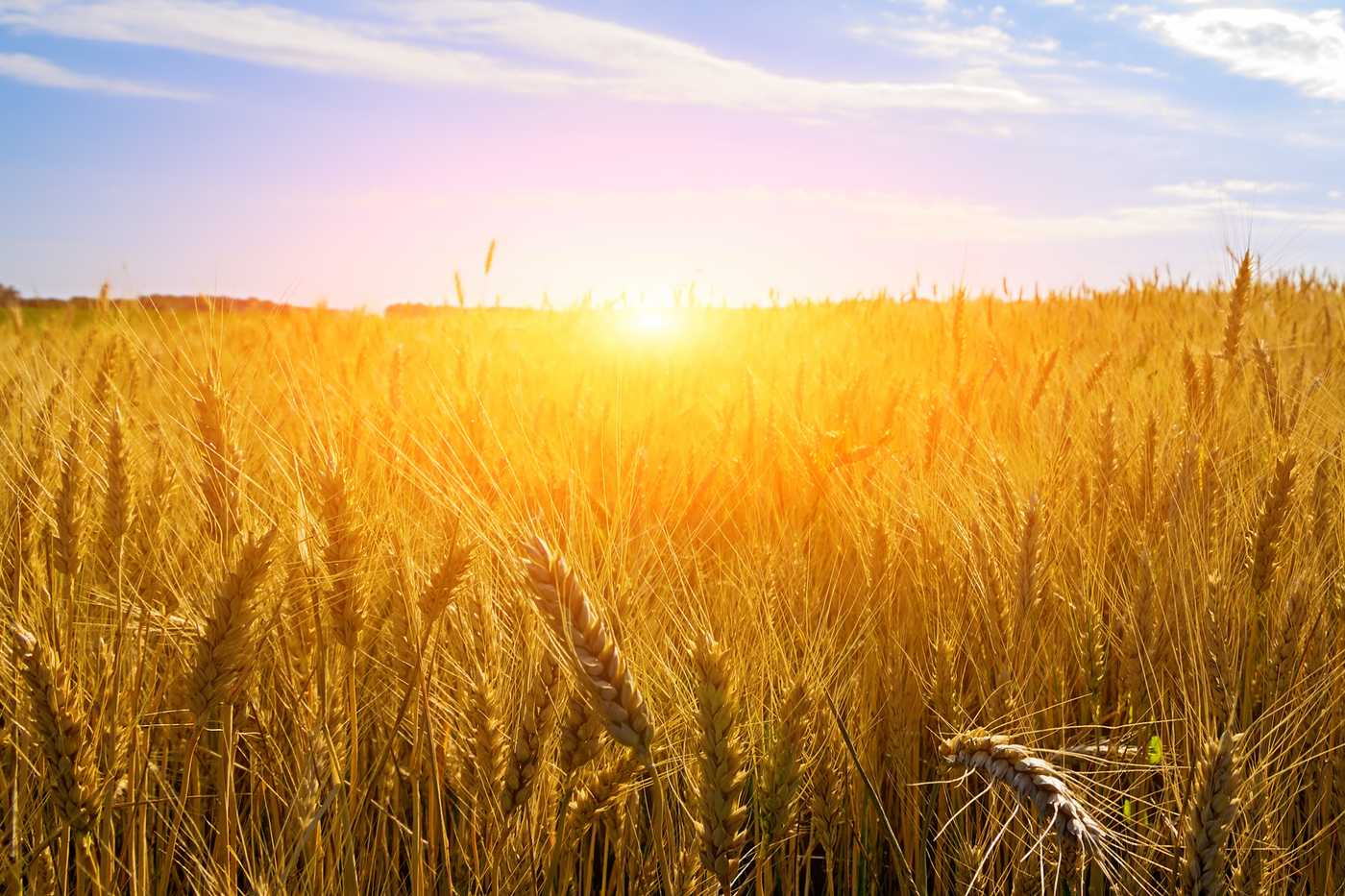How to Choose a Solar Trail Camera
