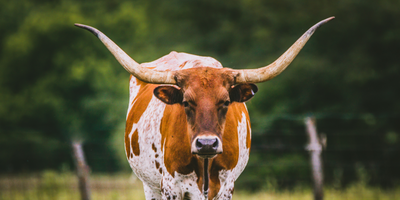 The Texas Longhorn: A Living Legend of the West