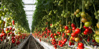 Vertical Farming: Cultivating the Future of Urban Agriculture