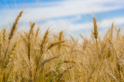 Understanding Crop Subsidy Programs in the United States