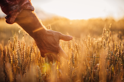 Understanding the Supplemental Coverage Option: Enhancing Crop Insurance Protection