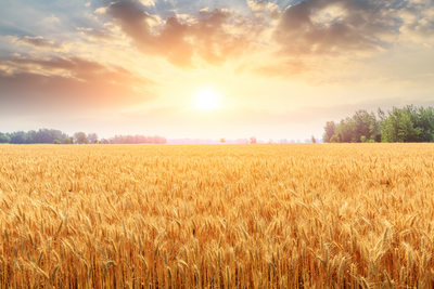 Peace of Mind in the Field: Understanding Crop Insurance Programs in the U.S.