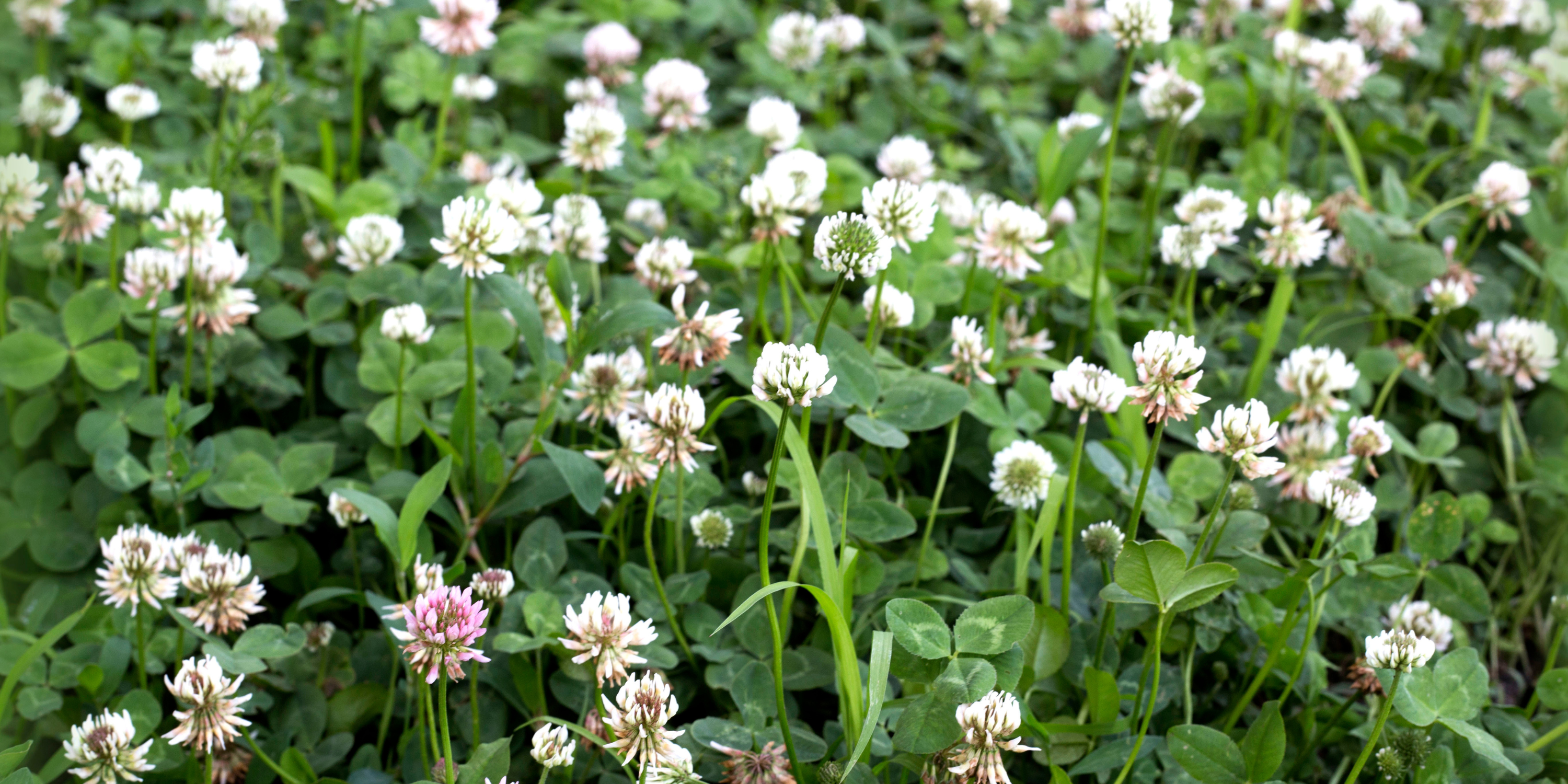What Is Living Mulch? A Natural Way to Protect and Nourish Your Soil