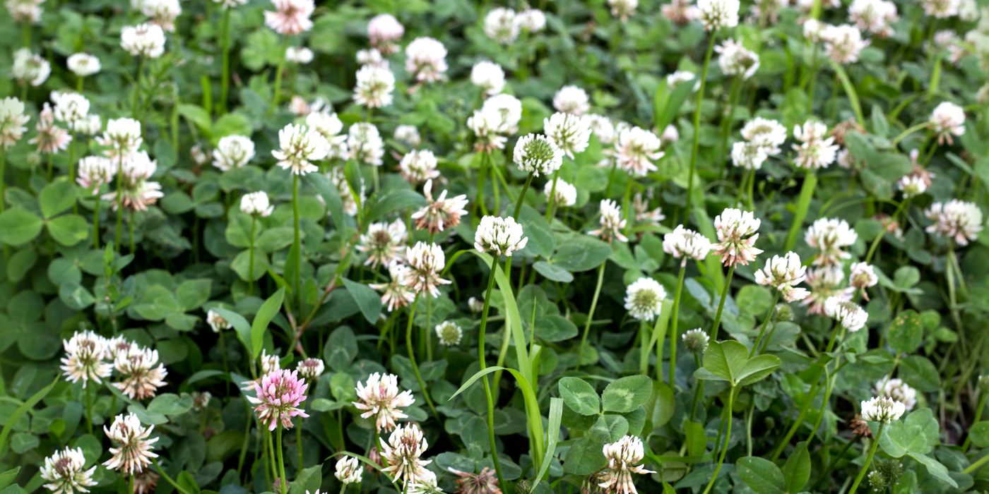 What Is Living Mulch? A Natural Way to Protect and Nourish Your Soil