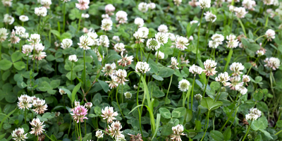 What Is Living Mulch? A Natural Way to Protect and Nourish Your Soil