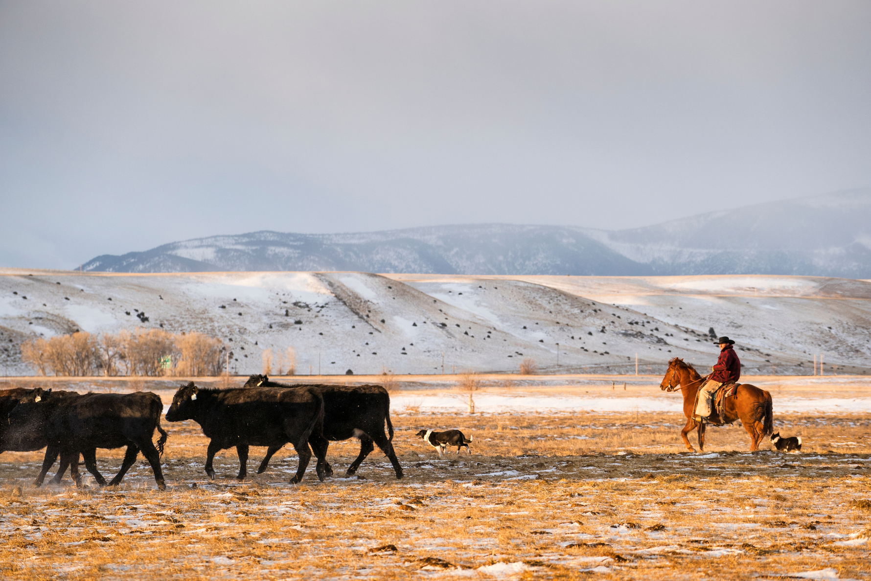 Securing Your Operation Through the Winter Months: Protect Your Herd, Feed, and Equipment