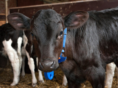 Neck Collars and Anklets for Calf Identification: Practical Solutions for Herd Management