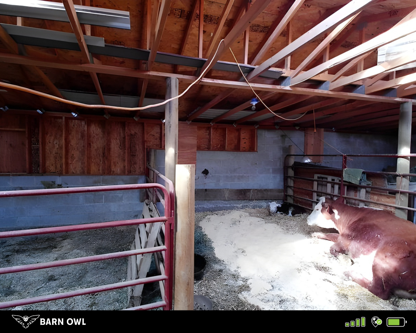 Live view of calving pen on phone